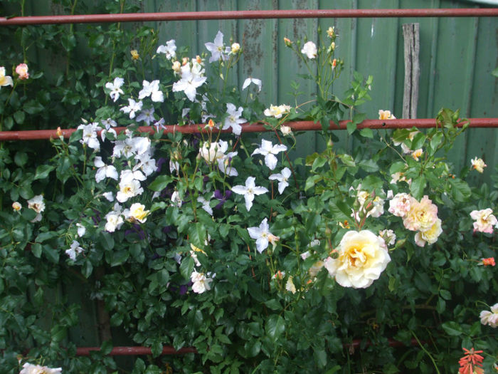 Moonlight - vara 2013