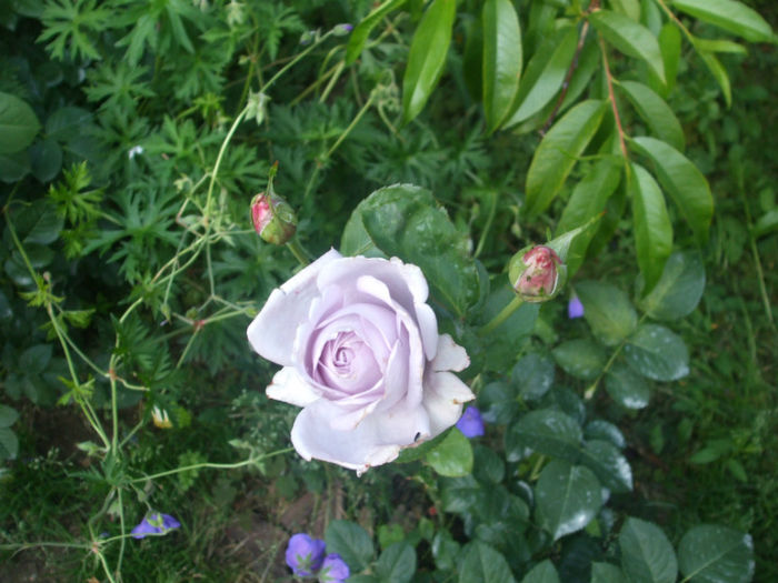 Sandra Renaissance - vara 2013