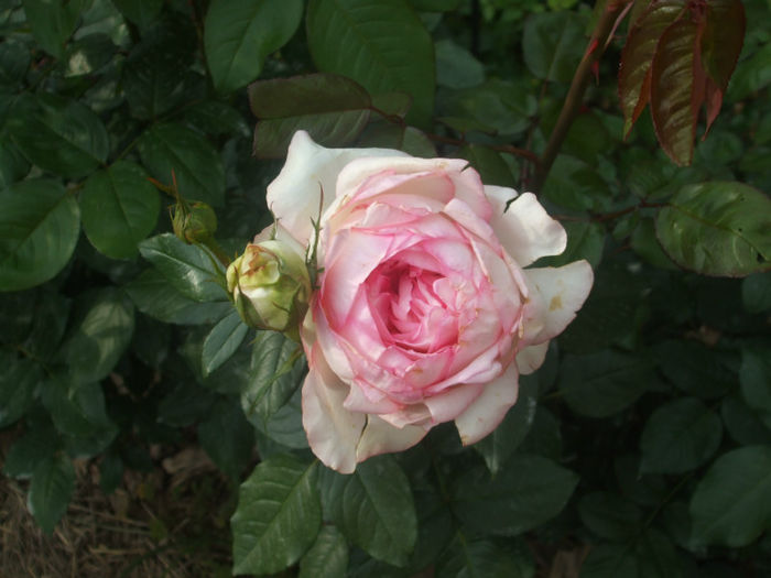 Rose Optimiste - vara 2013