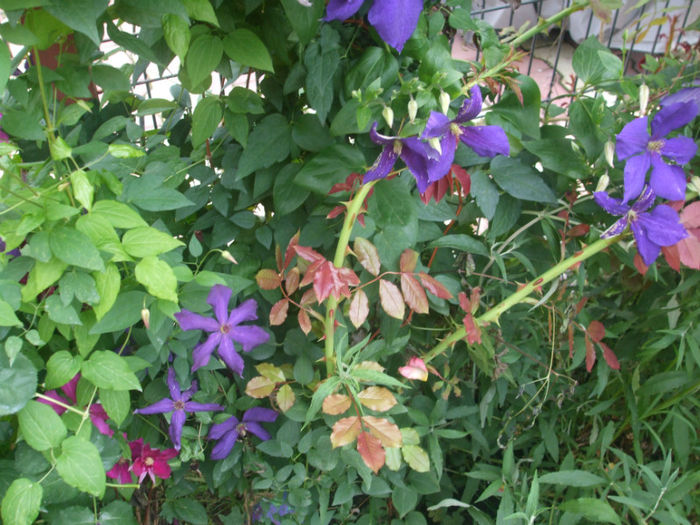 DSCF1635 - vara 2013