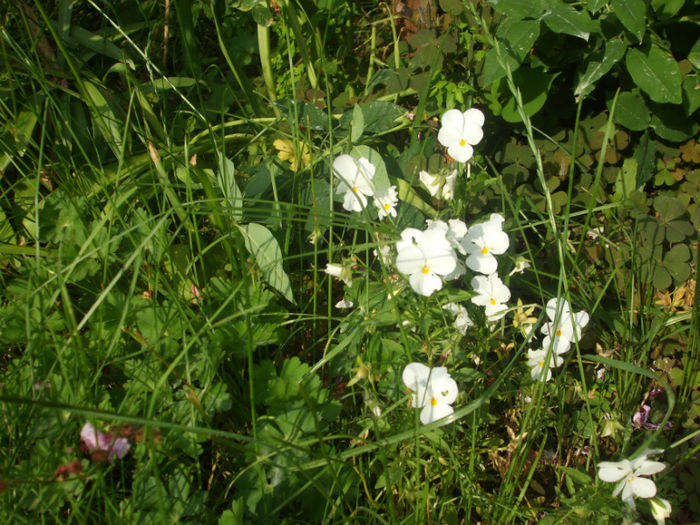 DSCF1641 - vara 2013