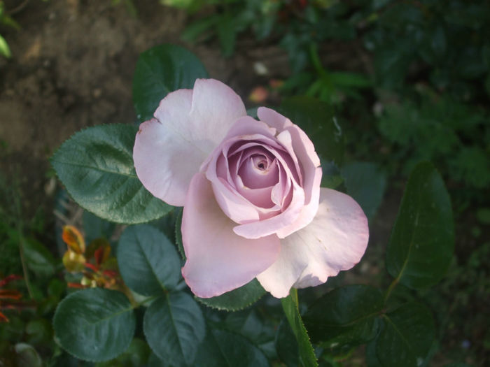 Blue Girl - vara 2013