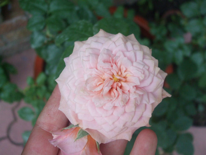 William Christie - vara 2013