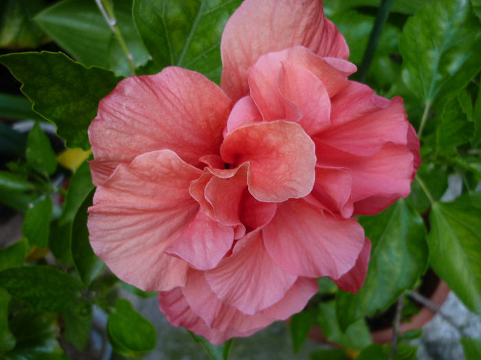 somon - Rosa - Hibi - trandafir