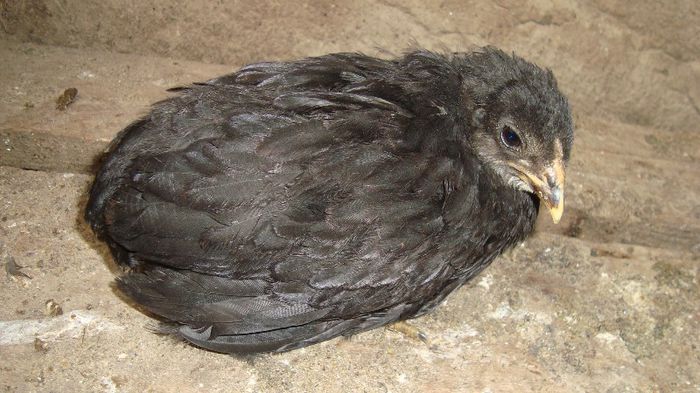 Araucana negru