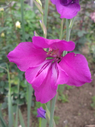 2013-06-02 13.36.20 - gladiole salbatice