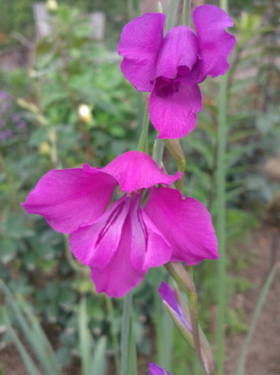 2013-06-02 13.35.45 - gladiole salbatice