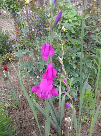 2013-06-02 13.35.03 - gladiole salbatice