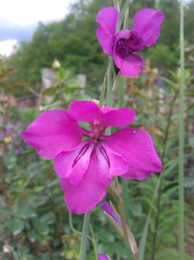 2013-06-02 13.34.43 - gladiole salbatice