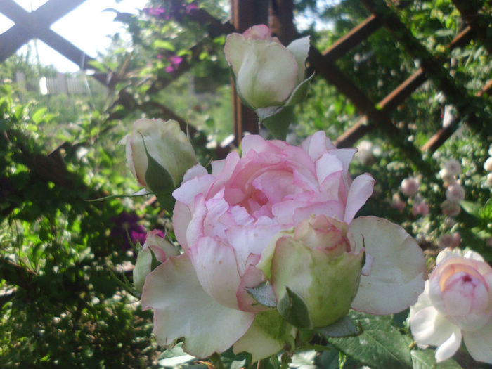 honore de balzac - Trandafiri si clematite 2013