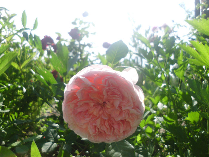 abraham  darby - Trandafiri si clematite 2013