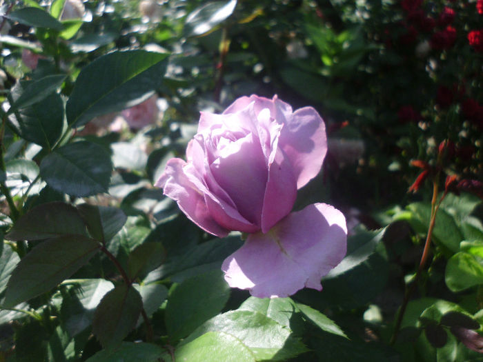 novalis - Trandafiri si clematite 2013