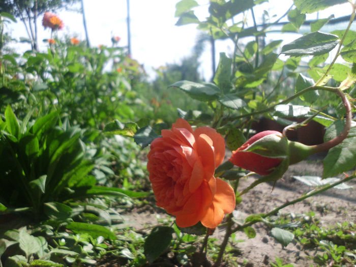summer song - Trandafiri si clematite 2013