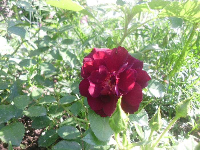 luis XIV - Trandafiri si clematite 2013