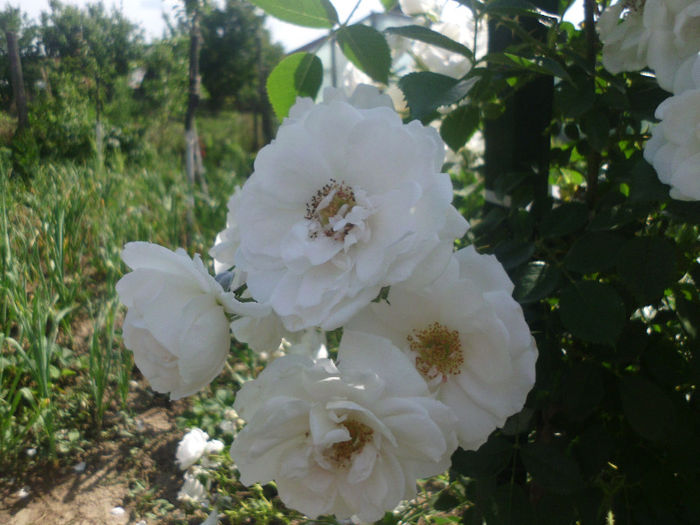 hella - Trandafiri si clematite 2013