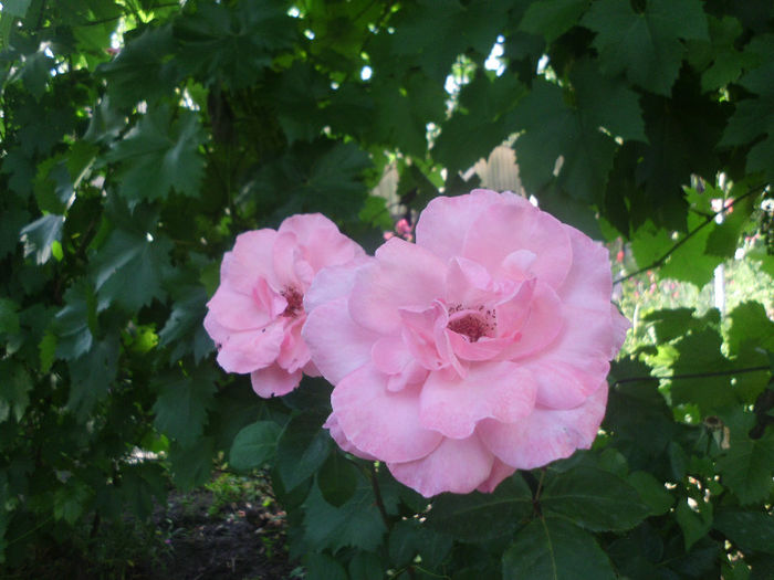 queen of england - Trandafiri si clematite 2013