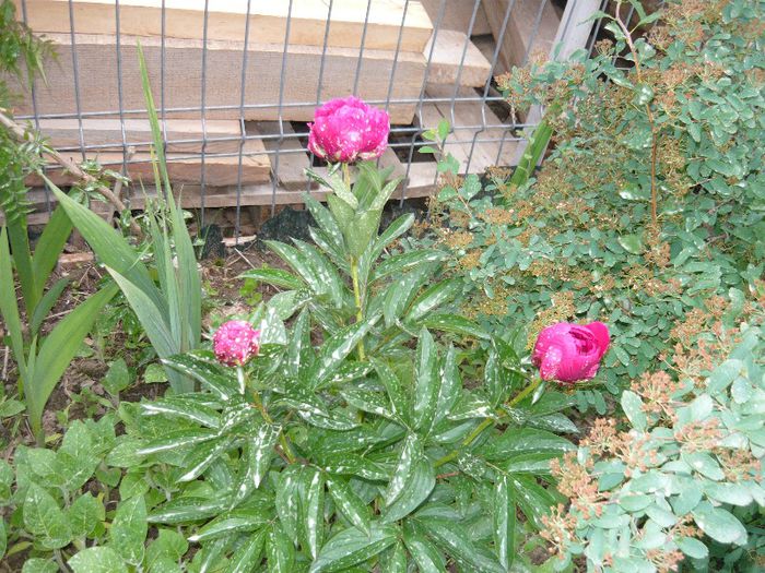 Picture 2979 - Mirajul verii