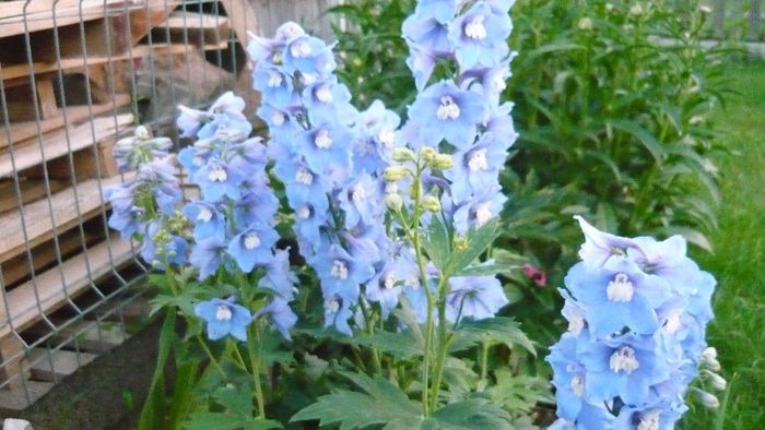 Picture 3131 - Mirajul verii