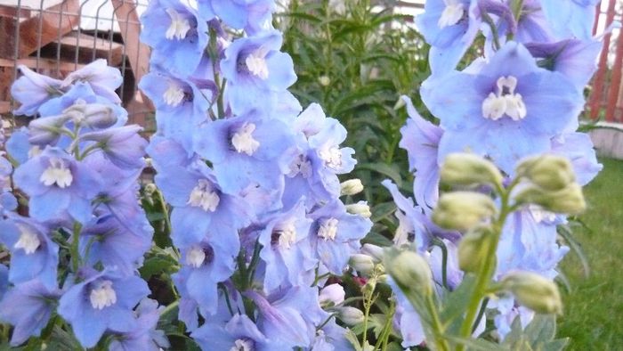 Picture 3132 - Mirajul verii