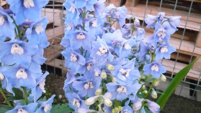 Picture 3134 - Mirajul verii