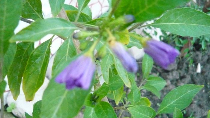 Picture 3135 - Mirajul verii