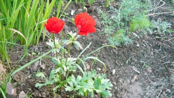 Picture 3120 - Mirajul verii