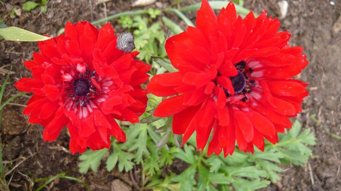 Picture 3104 - Mirajul verii