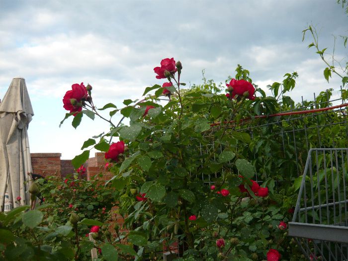 Picture 2890 - Mirajul verii