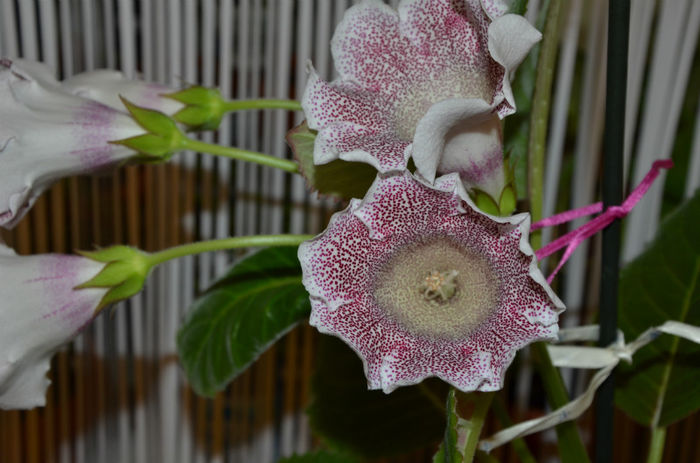 Crep de Chine - Gloxinii 2013