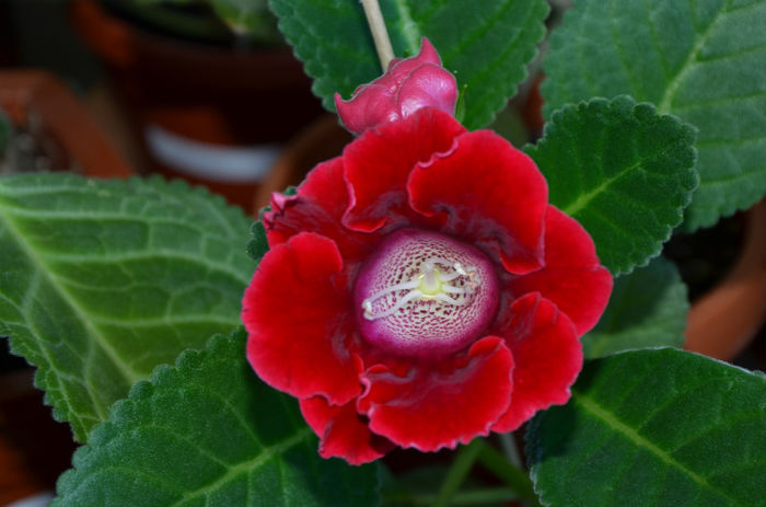 Minigloxinie Rosu carmin Adda