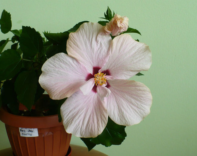 P1440503