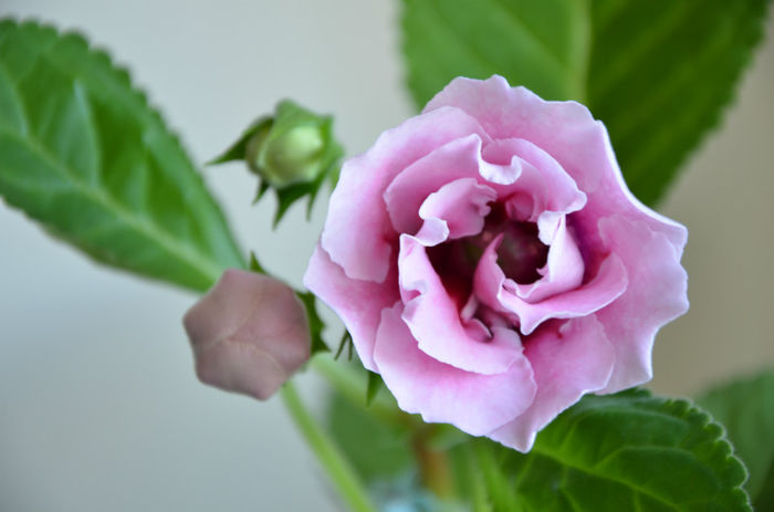 Silvana Pink Adda - Gloxinii 2013