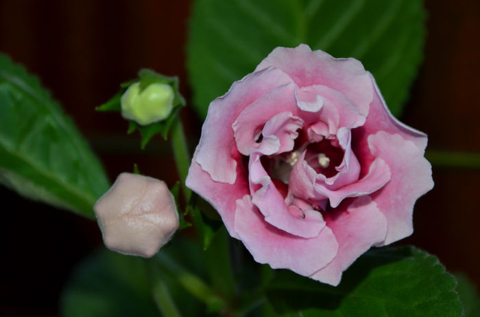 Silvana Pink - Gloxinii 2013