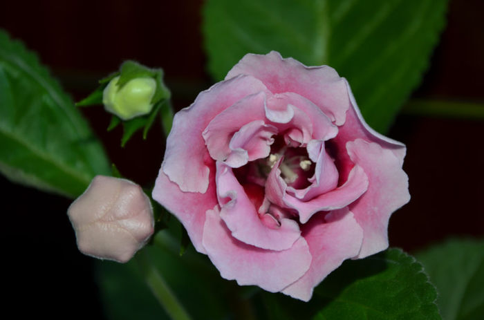 Silvana Pink Adda - Gloxinii 2013