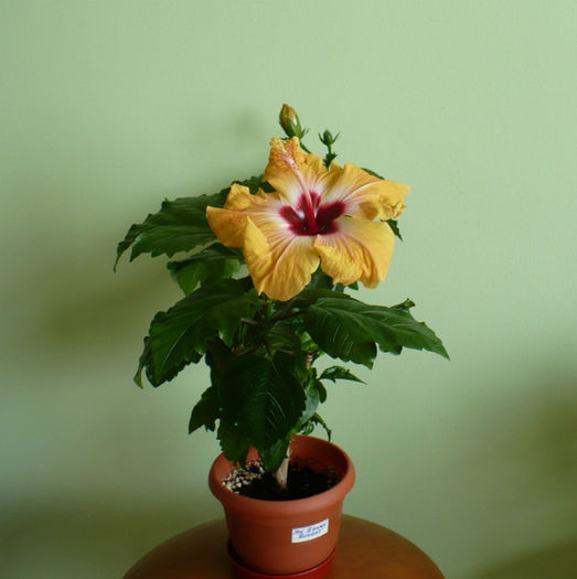 P1440519