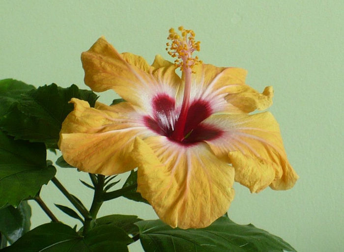 P1440523