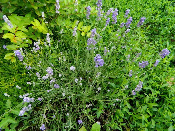 Lavanda