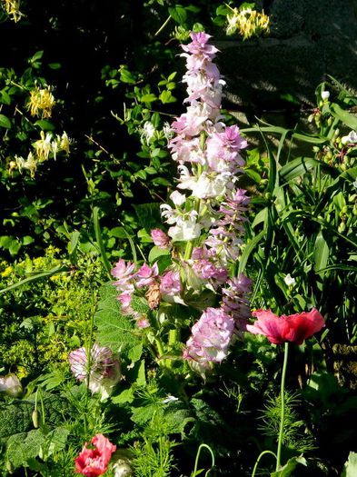 Salvia sclarea - Iunie