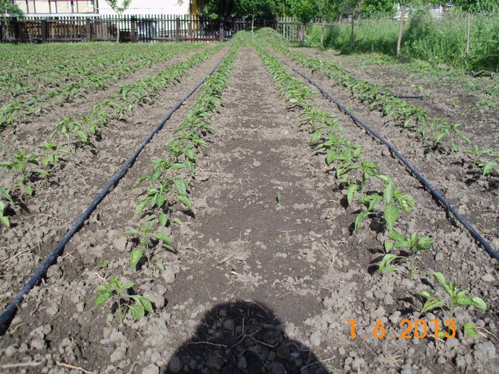 Ardei Slonovo uvo; Superior Seeds Serbia
