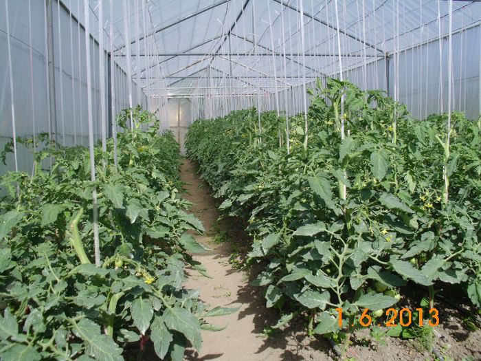 Fenomen F1,; Samanta Superior Seeds Serbia
