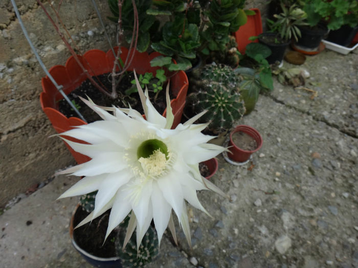 DSC01696 - cactusi