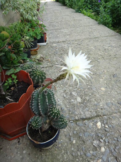 DSC01697 - cactusi