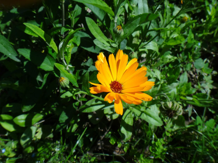 DSC01709 - flori de gradina
