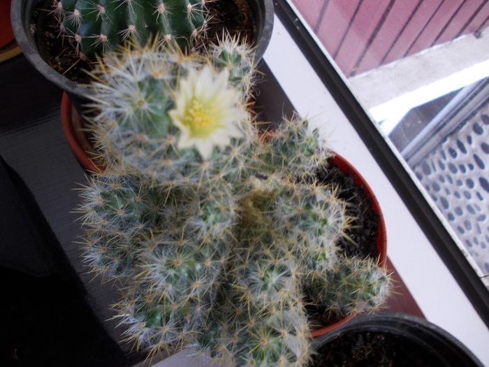 DSCN0394 - cactusi