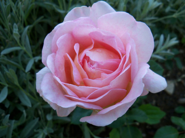 04.06.2013 - ABRAHAM DARBY 2013