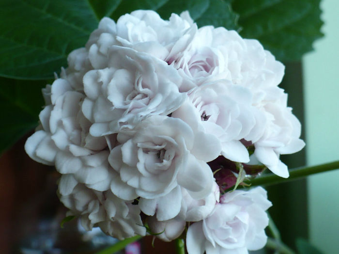 P1440553 - Clerodendron 2013