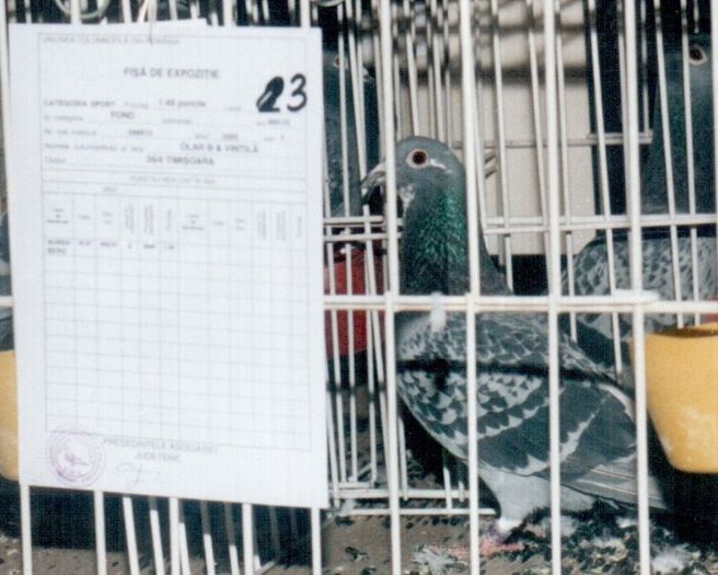 LOC 3 NATIONAL NURENBERG 2002 ,999910-00F - poze cu unii dintre porumbeii OLAR si VINTILA aflati in  TOP 3 TIMIS