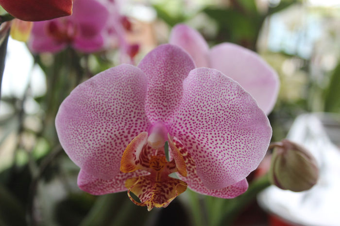 Phalaenopsis Dimension - 1-Orhideele mele dragi