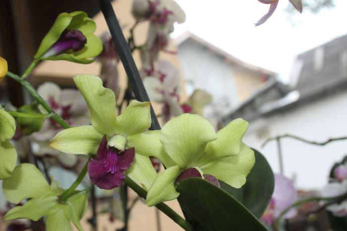 Dendrobium phalaenopsis Ema