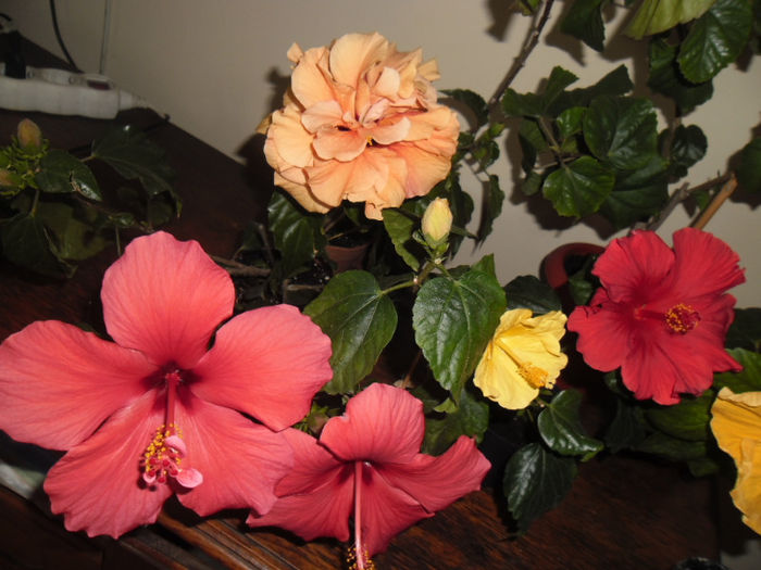 hibiscus grup